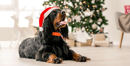 Gordon setter in Christmas timeの写真素材