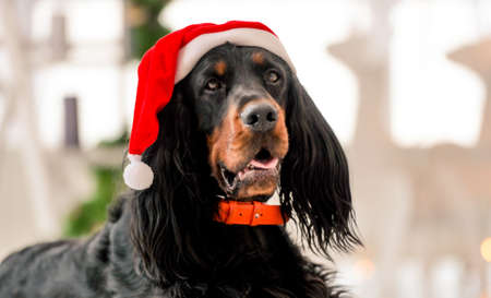 Gordon setter in Christmas timeの写真素材
