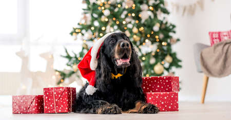 Gordon setter in Christmas timeの写真素材