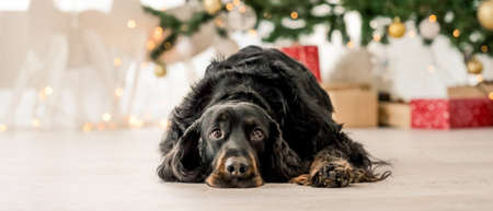 Gordon setter in Christmas timeの写真素材