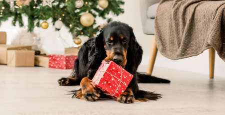 Gordon setter in Christmas timeの写真素材