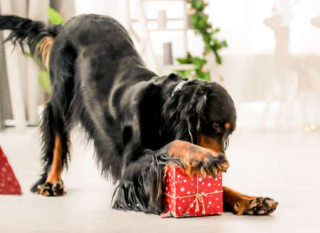 Gordon setter in Christmas timeの写真素材