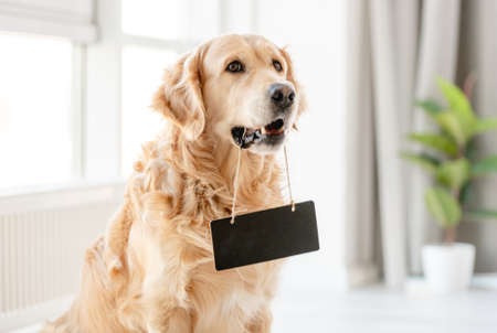 Golden retriever dog at homeの写真素材