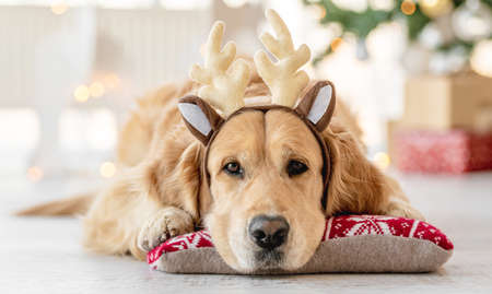Golden retriever dog in Christmas timeの写真素材