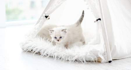 Ragdoll cat kitten in studioの写真素材