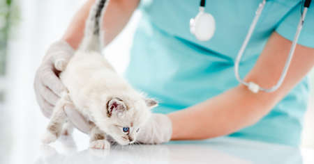 Ragdoll kitten at veterinerian clinicの写真素材