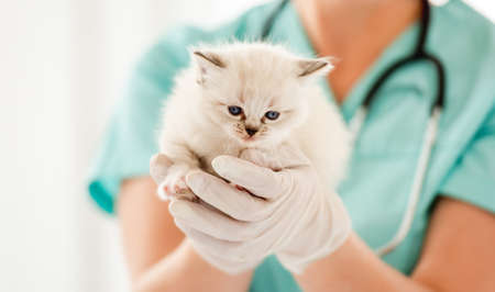 Ragdoll kitten at veterinerian clinicの写真素材