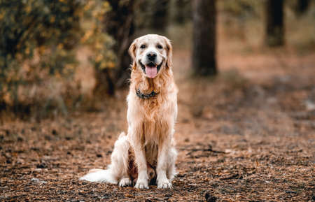 Golden retriever dog in the forest