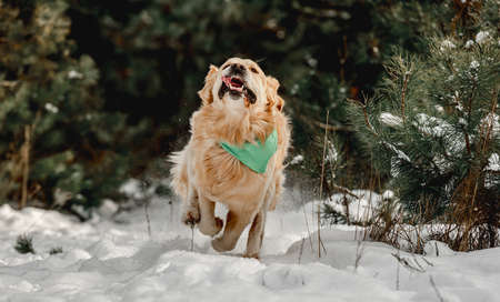 Golden retriever dog in winter time