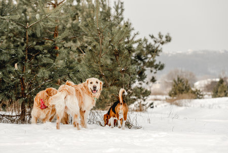 Golden retriever dog and beagle in winter timeの写真素材