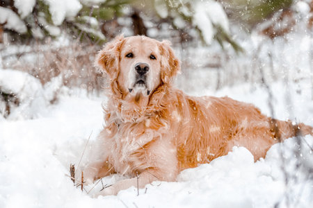 Golden retriever dog in winter timeの写真素材