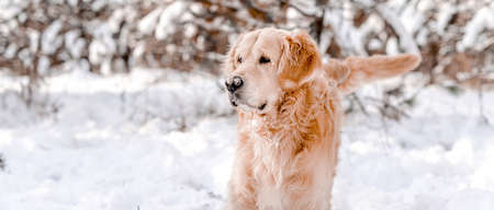 Golden retriever dog in winter timeの写真素材