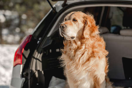 Golden retriever dog in car in winter timeの写真素材