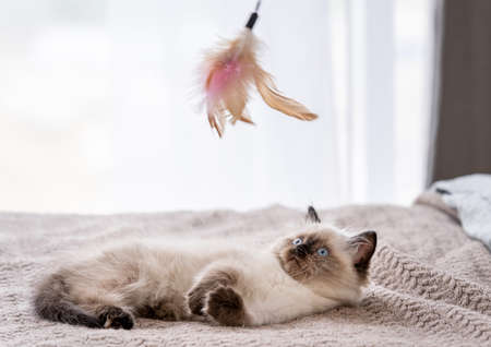 Kitten Ragdoll playing with toysの写真素材