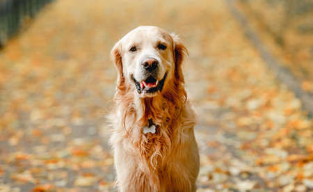 Golden retriever dog in parkの写真素材