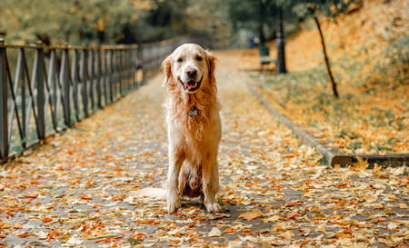 Golden retriever dog in parkの写真素材