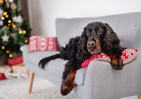 Scottish setter dog next to christmas treeの写真素材