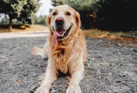 Golden retriever dog outdoorsの写真素材