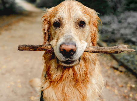 Cute dog running with stickの写真素材