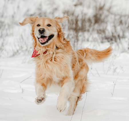 Golden retriever dog in winter timeの写真素材