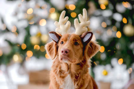 Toller retriever in Christmas timeの写真素材