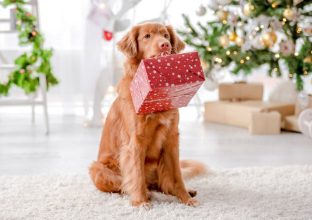 Toller retriever in Christmas timeの写真素材
