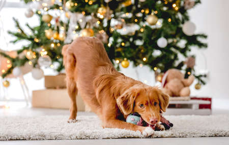 Toller retriever in Christmas timeの写真素材