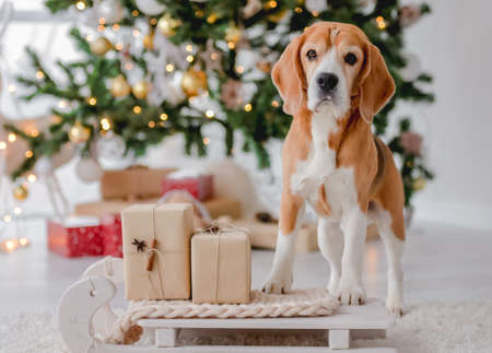 Beagle dog in Christmas timeの写真素材