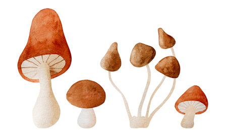 Autumn mushroom paintingsの写真素材