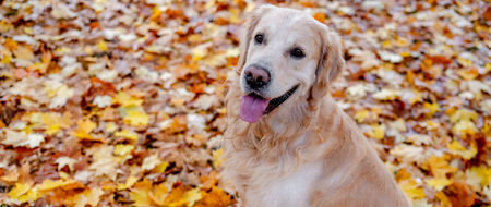 Golden retriever dog outdoorsの写真素材