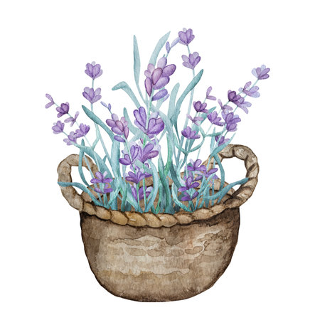Beautiful lavender provence watercolor illustrationの写真素材