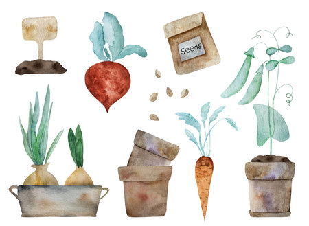 Onion, carrot and green pies with seeds and beetroot watercolor harvest illustration. Eco natural vegetables aquarelle paintingの写真素材