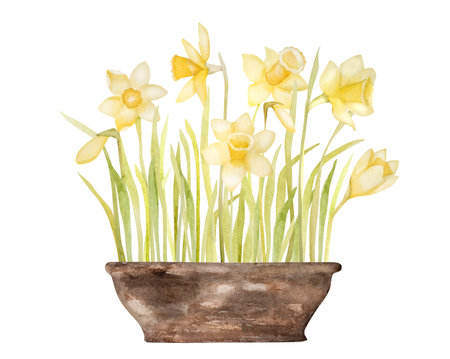 Spring flowers narcissus bouquet in pot watercolor painting. Yellow easter blossom plant daffodil aquarelle painting for postcard designの写真素材