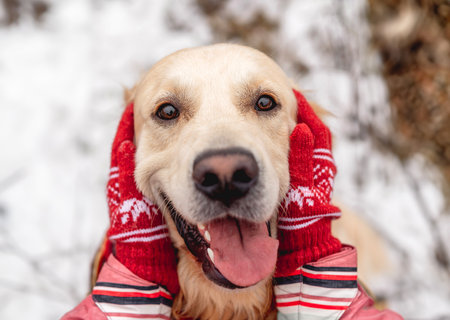 Golden retriever dog with tongue out enjoying girl hands on winter nature backgroundの写真素材