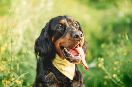 Nice scottish setter dog on green grass backgroundの写真素材
