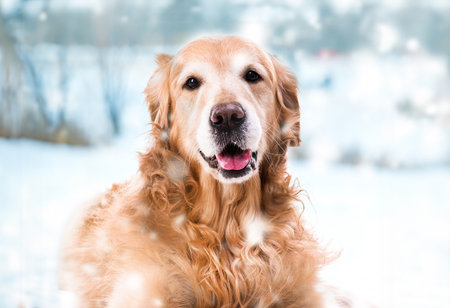 purebred golden retriever dog close-up on outdoors in winterの写真素材