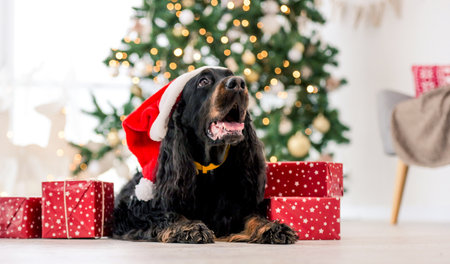 Gordon setter dog wearing Santa hat in Christmas time with gifts at home holidays portrait. Purebred pet doggy lying on floor with XMas presents and New Year lights on backgroundの写真素材