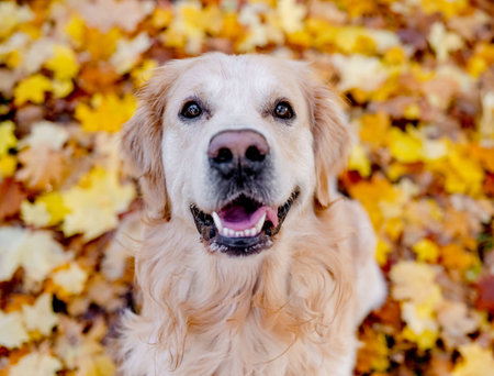 Golden retriever dog resting in autumn Park. Purebred doggy pet labrador lying in nature with tonque outの写真素材