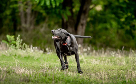 Black labrador walking at nature at summer and looking at camera. Adorable golden retriever dog in park in springの写真素材