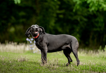 Black labrador walking at nature at summer and looking at camera. Adorable golden retriever dog in park in springの写真素材