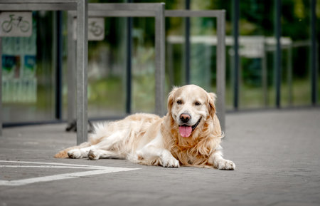 Golden retriever dog lying at city street. Adorable purebred pet doggy labrador waiting owner outdoorsの写真素材