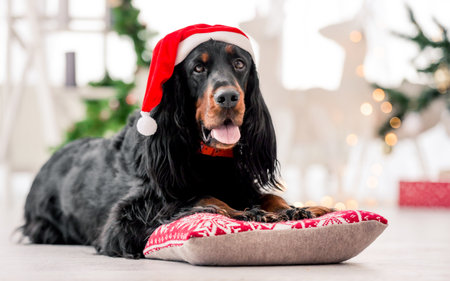 Gordon setter dog wearing Santa hat in Christmas time at decorated home holidays portrait. Purebred pet doggy lying on pillow with XMas New Year lights on backgroundの写真素材