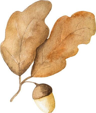Autumn oak leaves with acorns watercolor drawing closeup. Fall foliage aquarelle paintingの写真素材