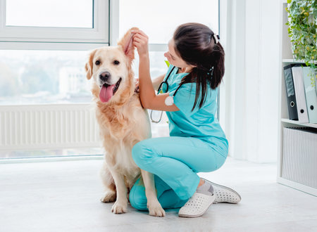 Ear examination of golden retriever dog by vet during appointment in veterinary clinicの写真素材