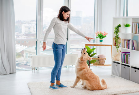 Young girl training golden retriever dog lying on floor in modern apartmentの写真素材