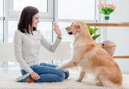 Golden retriever dog giving paw to young girl sitting on floor in light roomの写真素材