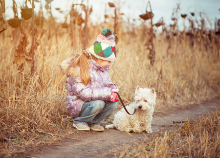 little girl with her dog breed White Terrier walking in a field in autumnの写真素材