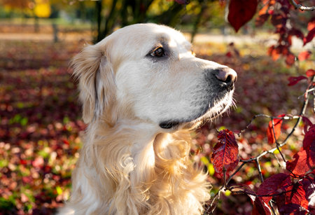 Golden retriever dog resting in autumn Park. Purebred doggy pet labrador lying in nature with tonque outの写真素材