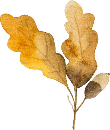 Autumn oak leaves with acorns watercolor drawing closeup. Fall foliage aquarelle paintingの写真素材
