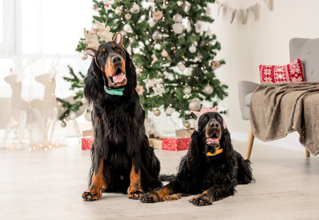 Two gordon setter dogs in Christmas time at home holidays portrait. Purebred pet doggies with XMas presents and New Year lights on backgroundの写真素材
